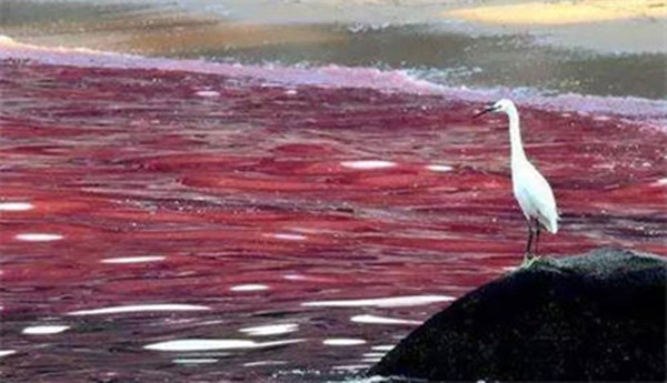 ֧һֽкɫĺȾָʲô