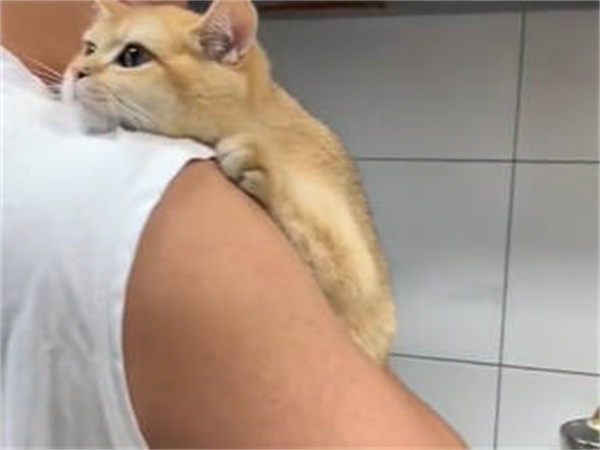 涼Ҫʲô